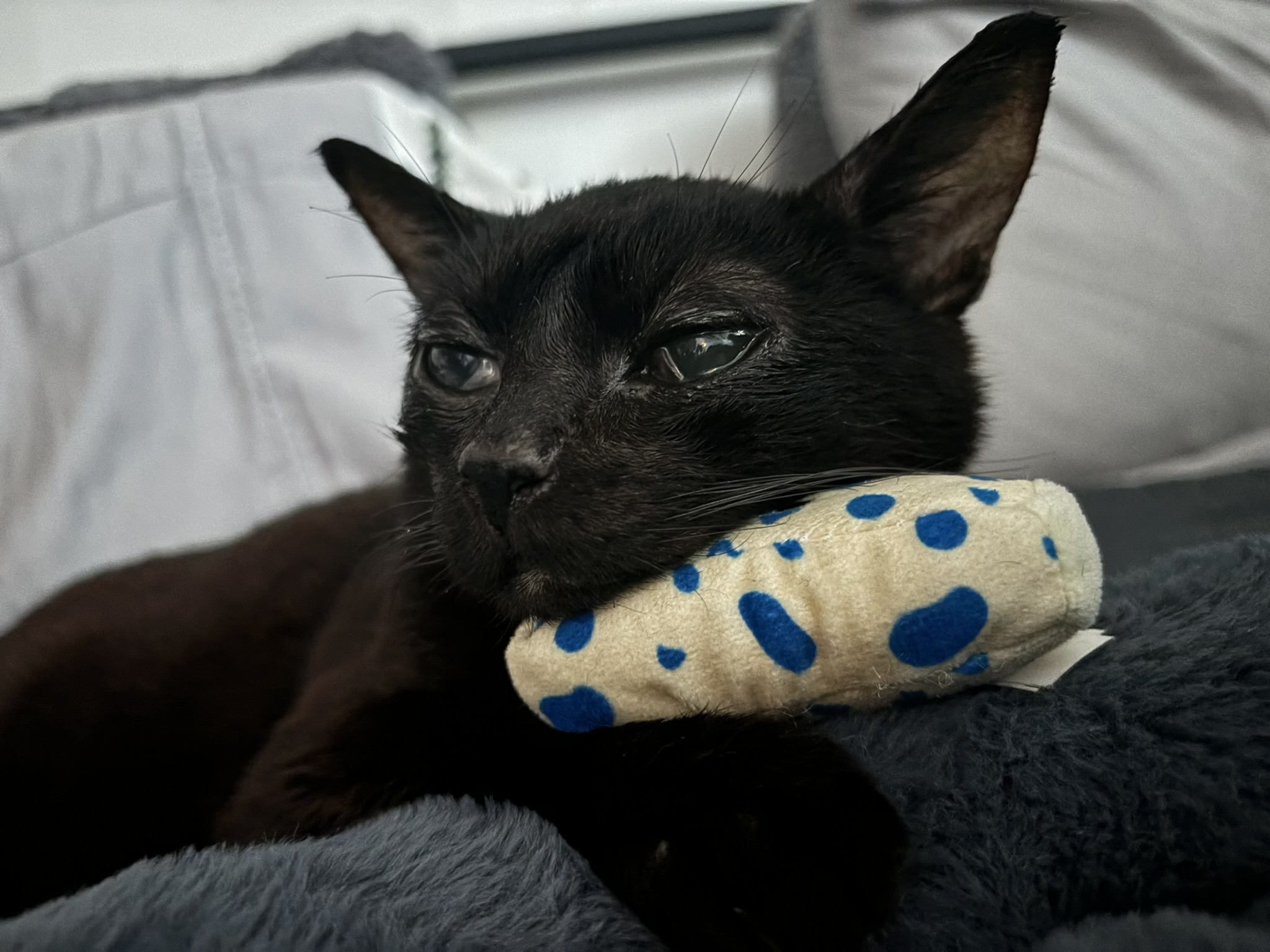 Keiko resting her chin on a bleu cheese cat toy.